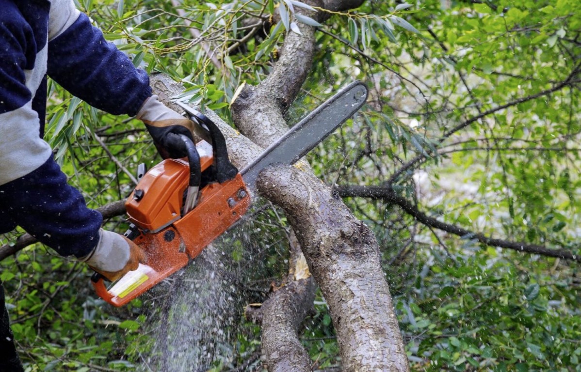 Professional tree cutting with chainsaw in Farmington, NM